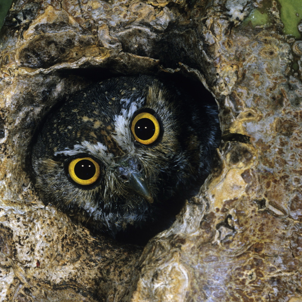 Сова в дупле