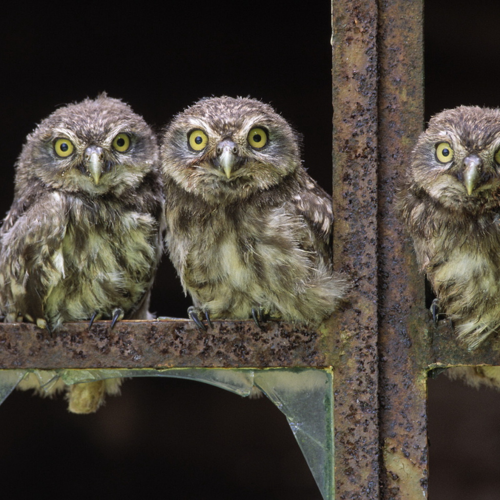 Совы в окне