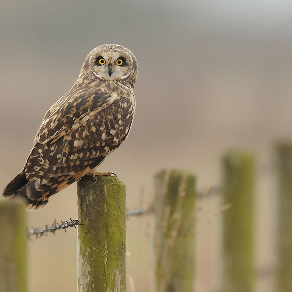 Сова на заборе