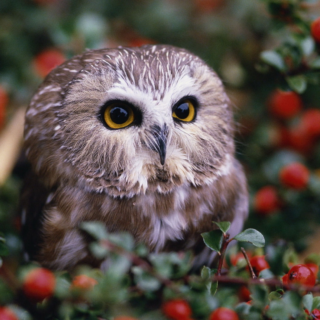 Совенок на кусту