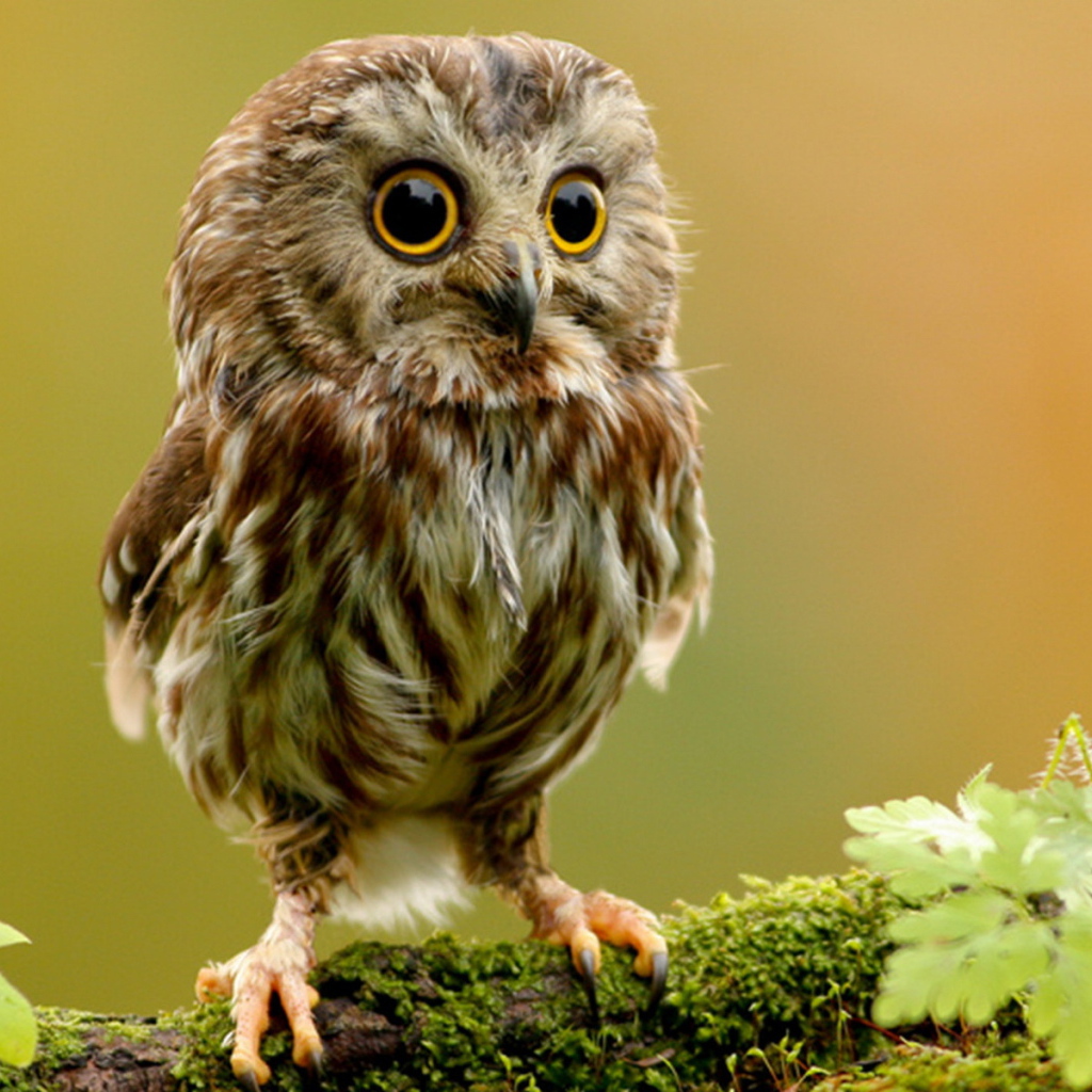 Совенок на ветке