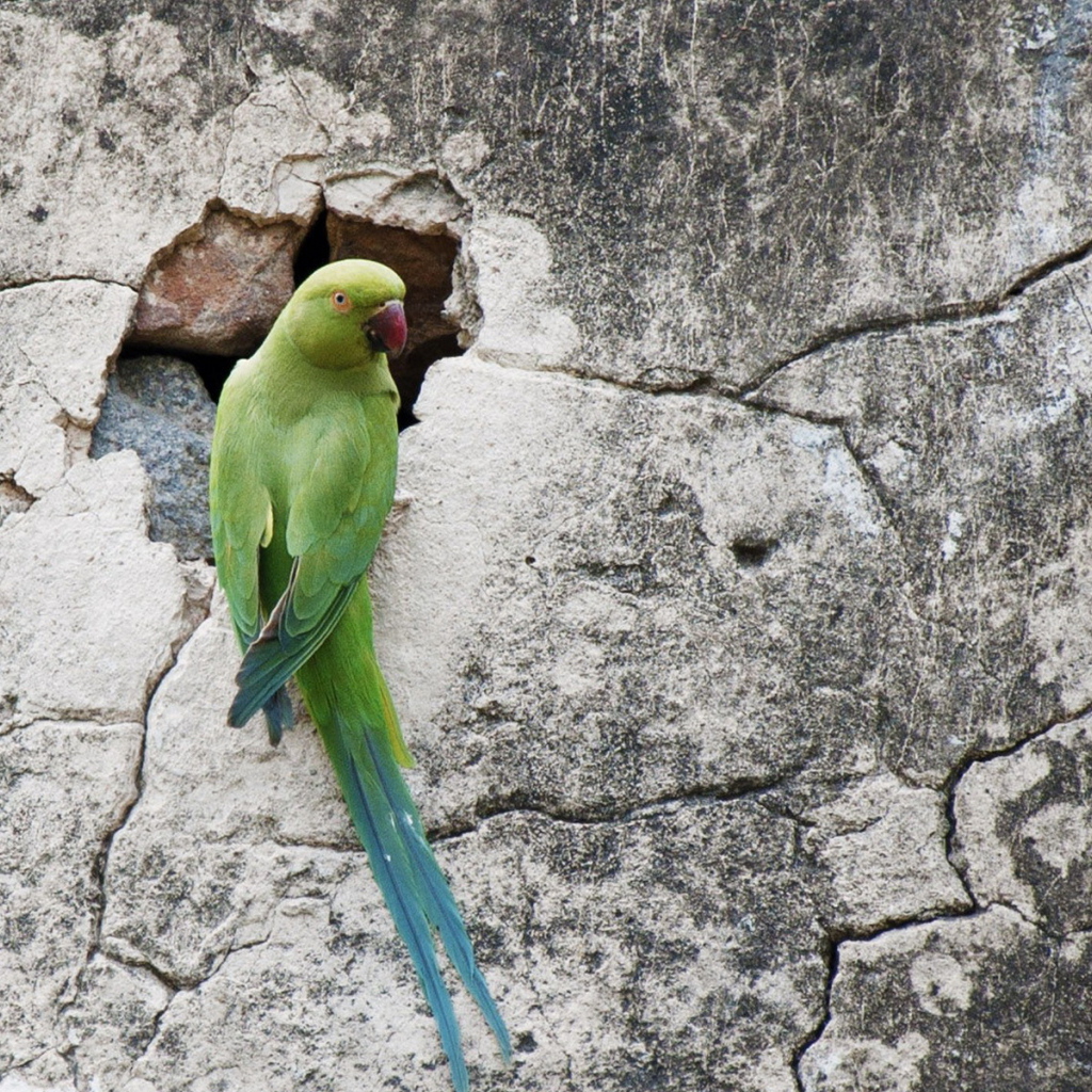 Попугай на стене