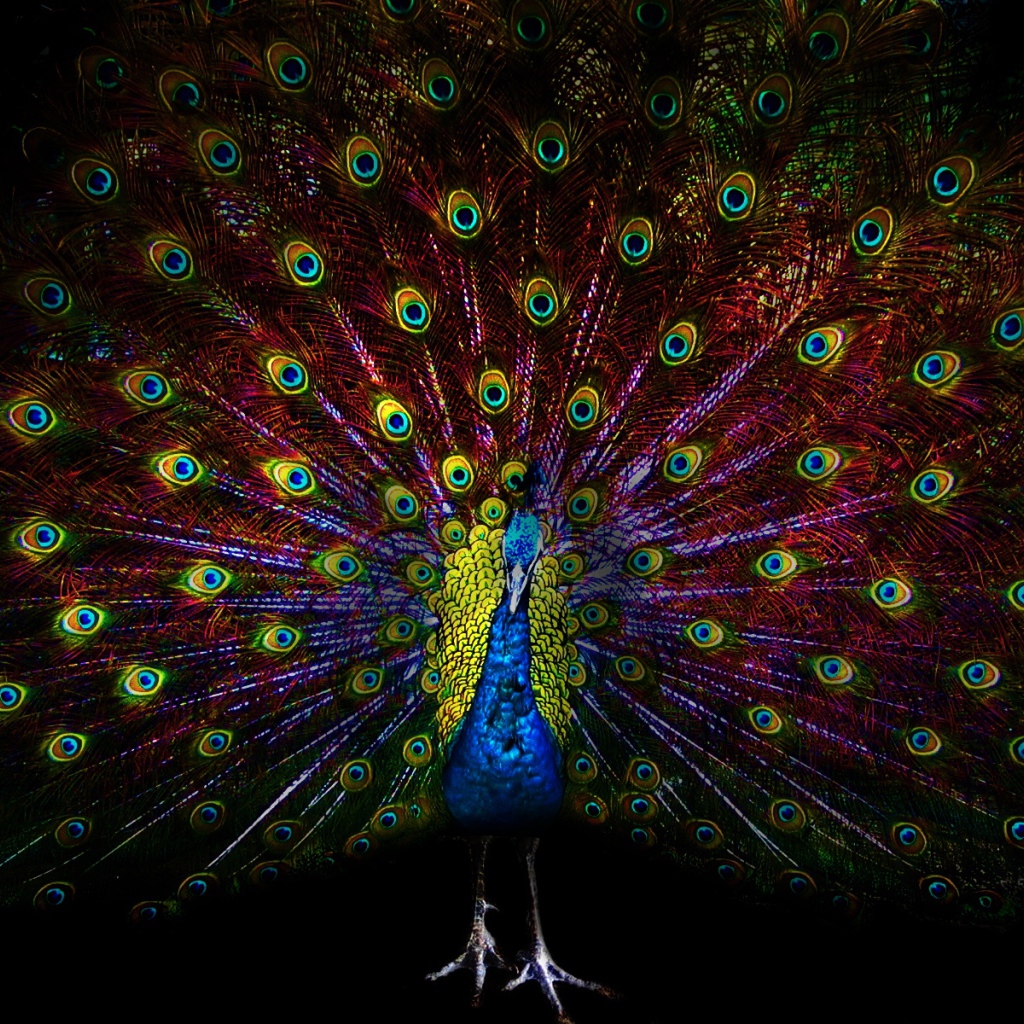 Павлин с ярким хвостом