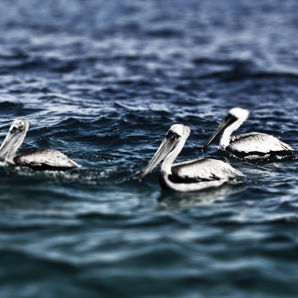 Пеликаны на воде