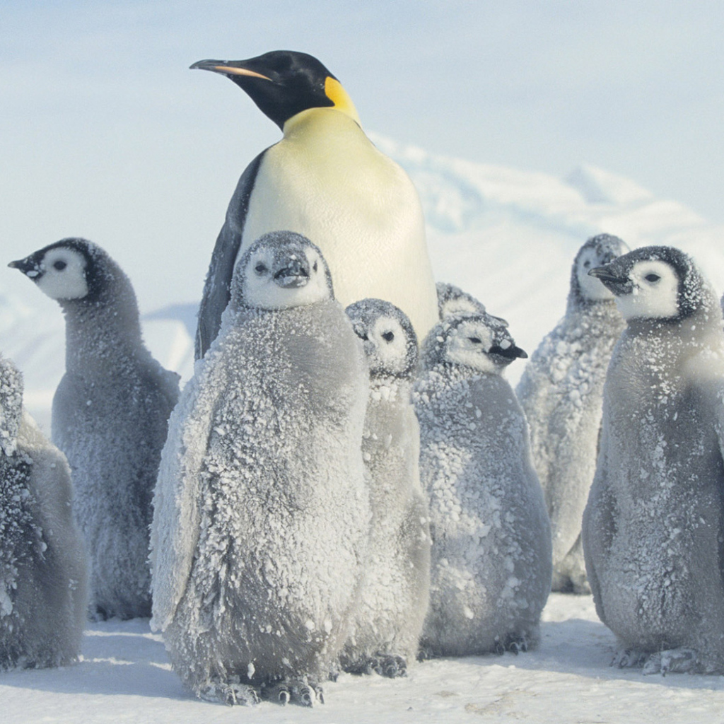 Пингвин и малыши