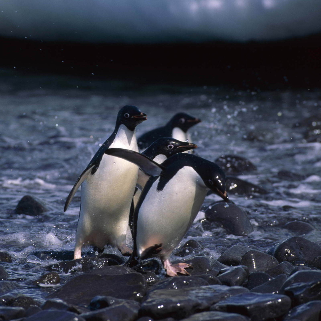 Пингвины на камнях