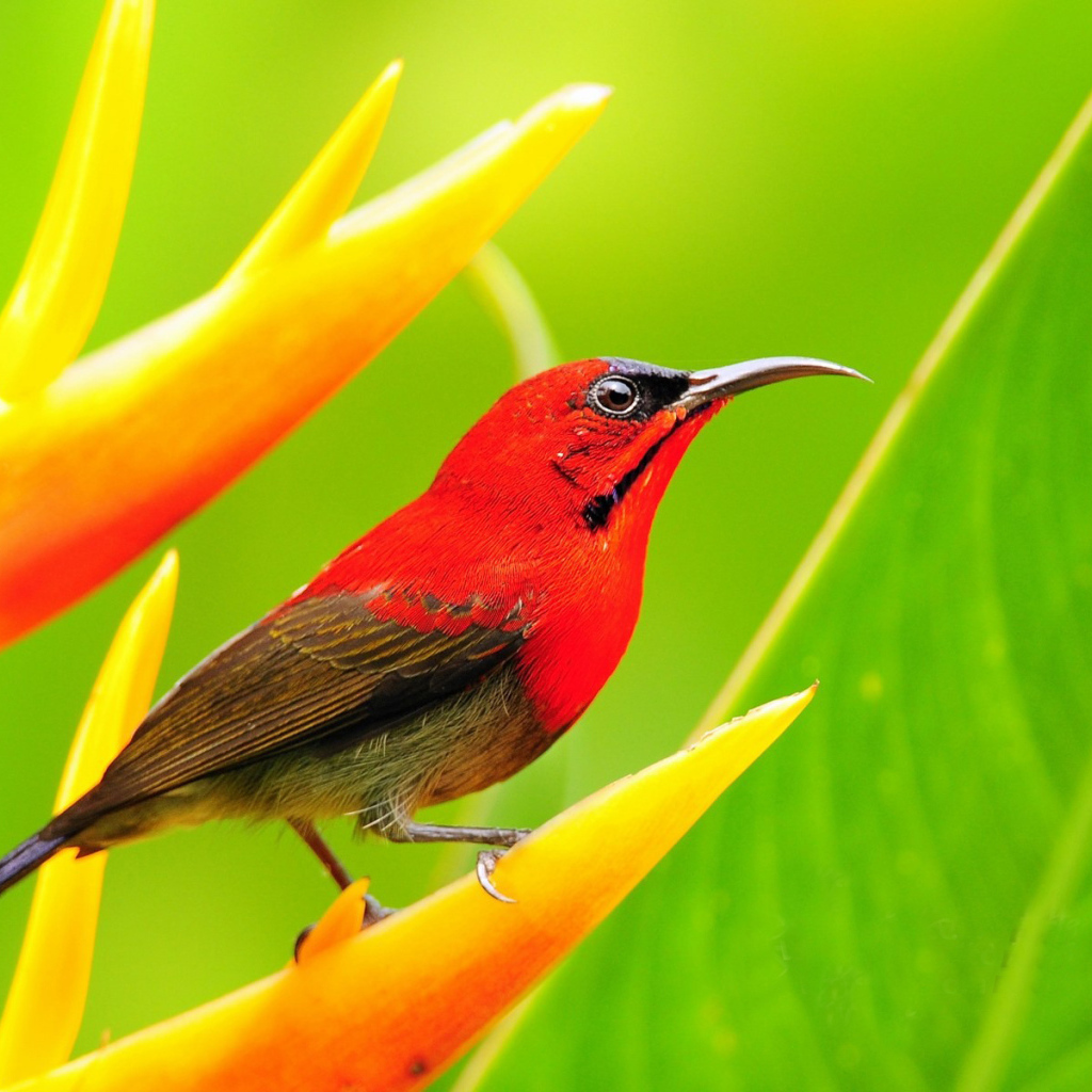 Красная птичка