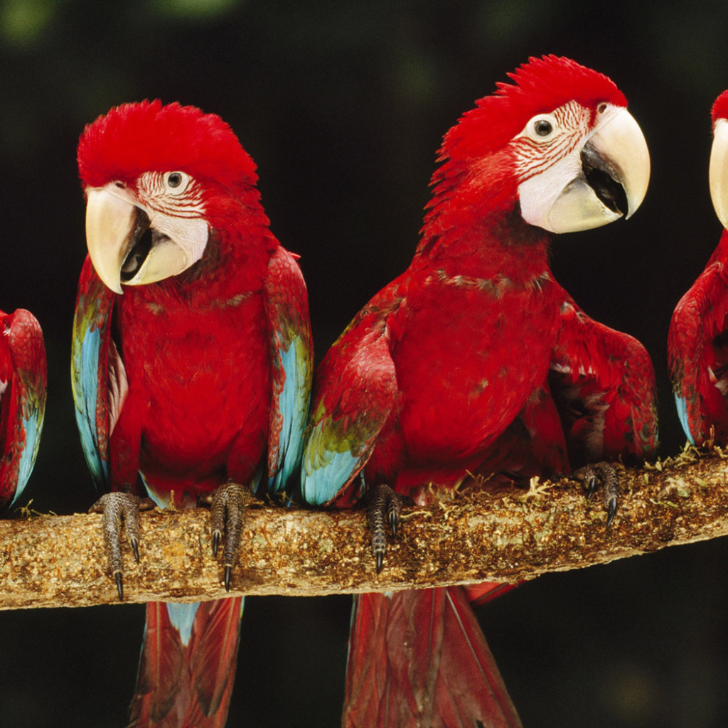 Красные ары