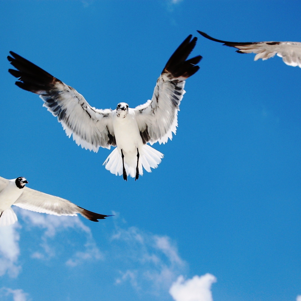 Морские чайки