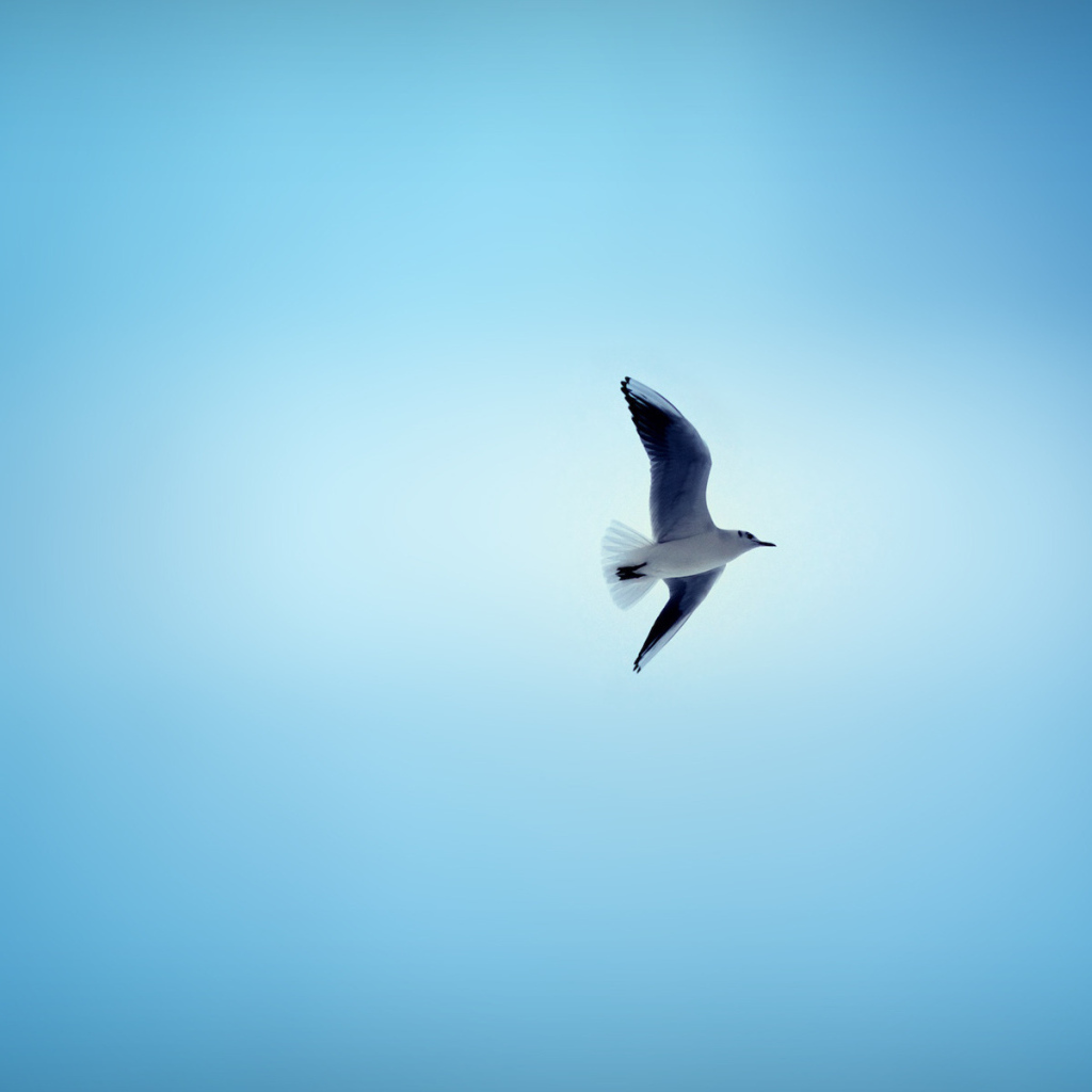 Чайка в небе