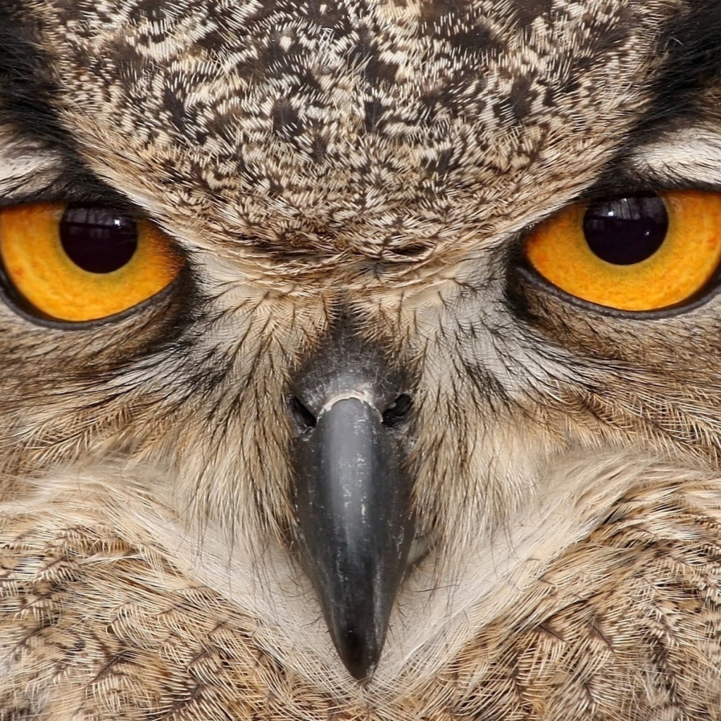 Взгляд хищника