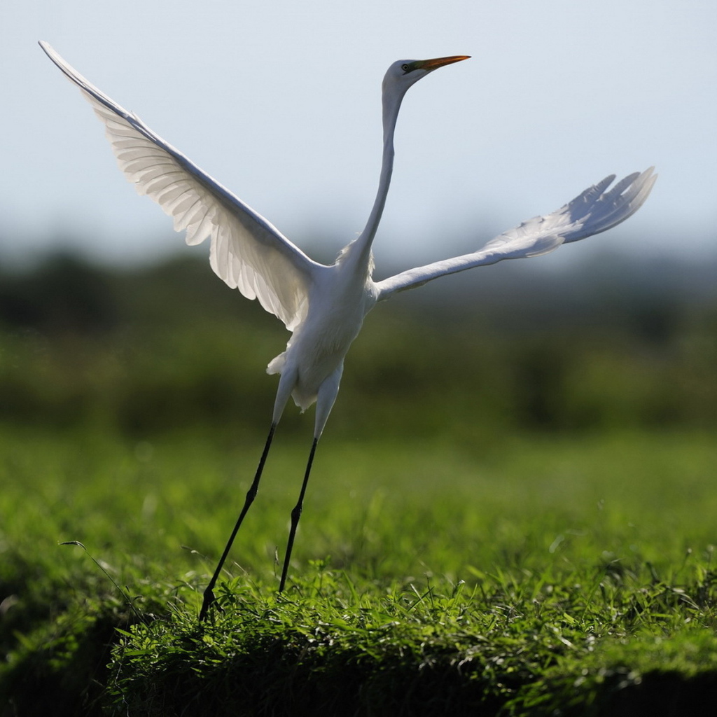 Взлетающая цапля