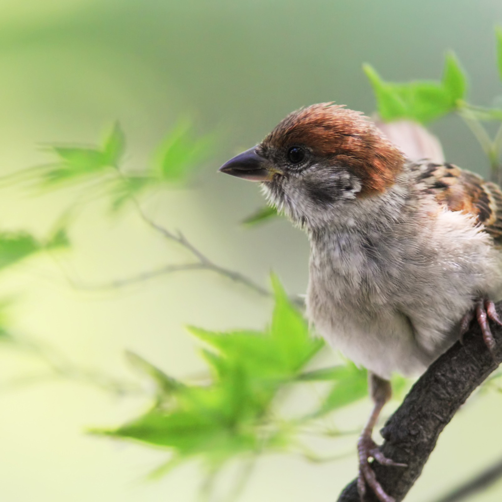 Воробей на веточке