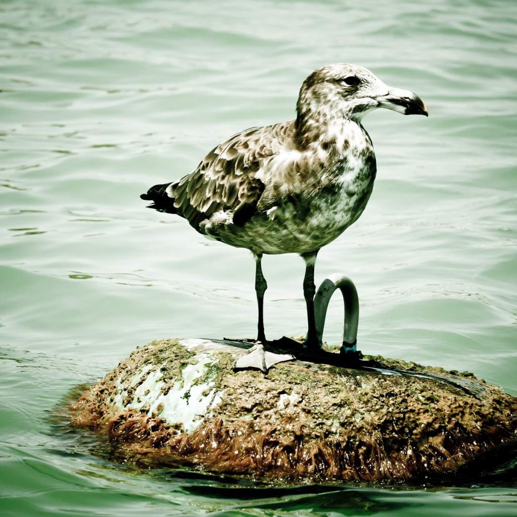 Пятнистая чайка