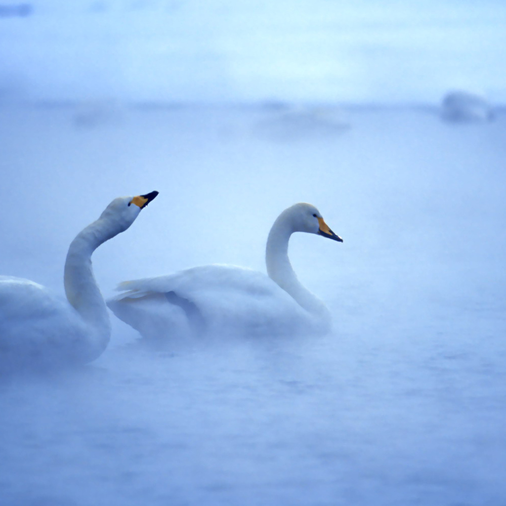 Лебединая пара