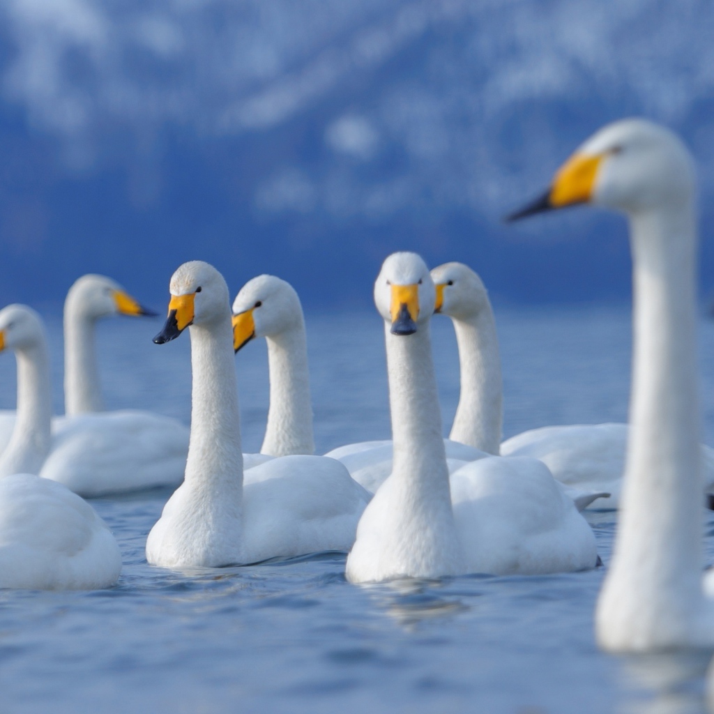 Лебеди на озере