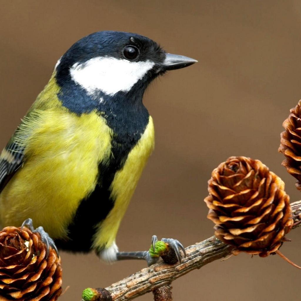 Синица на ветке