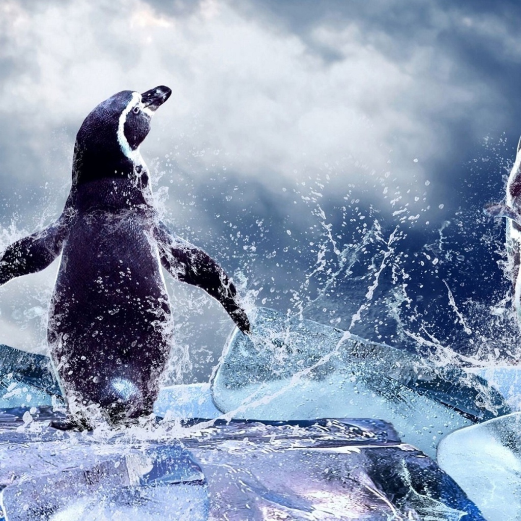 Два пингвина