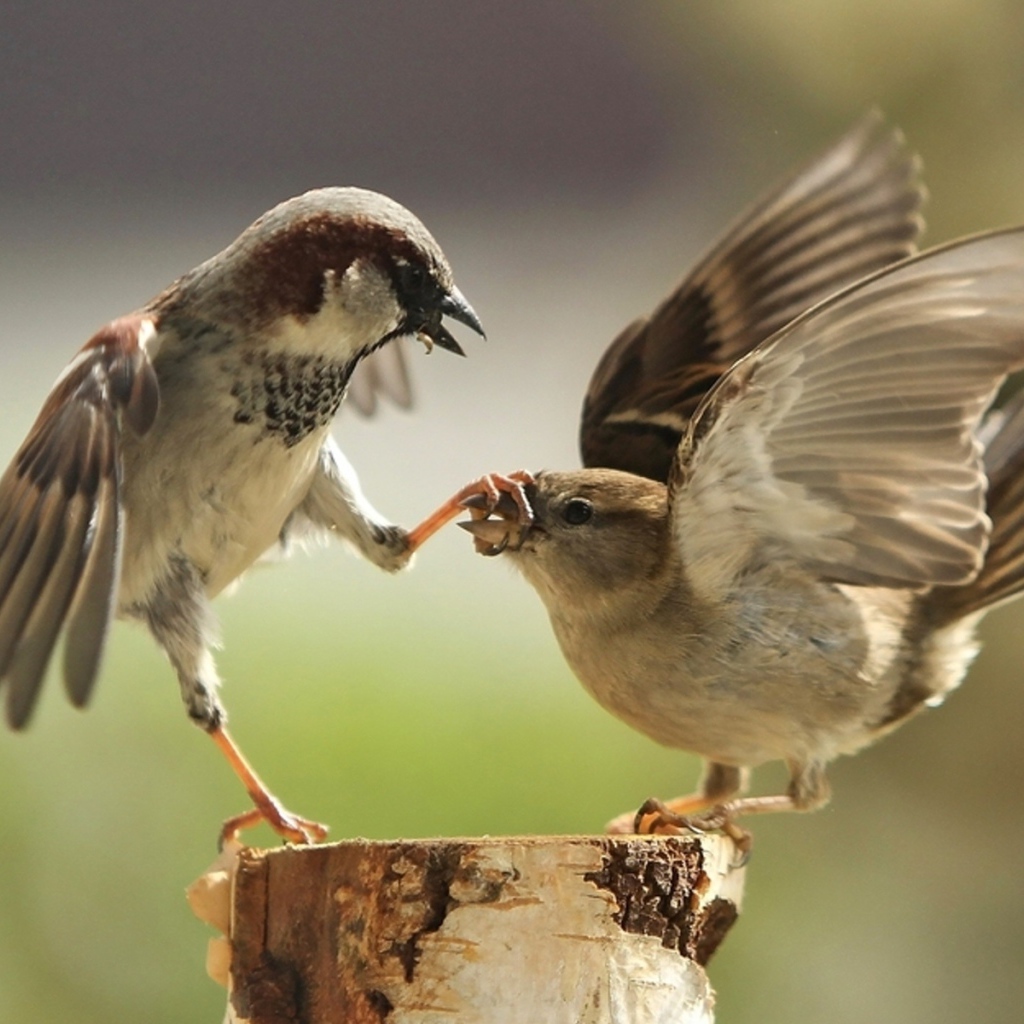 Два воробья