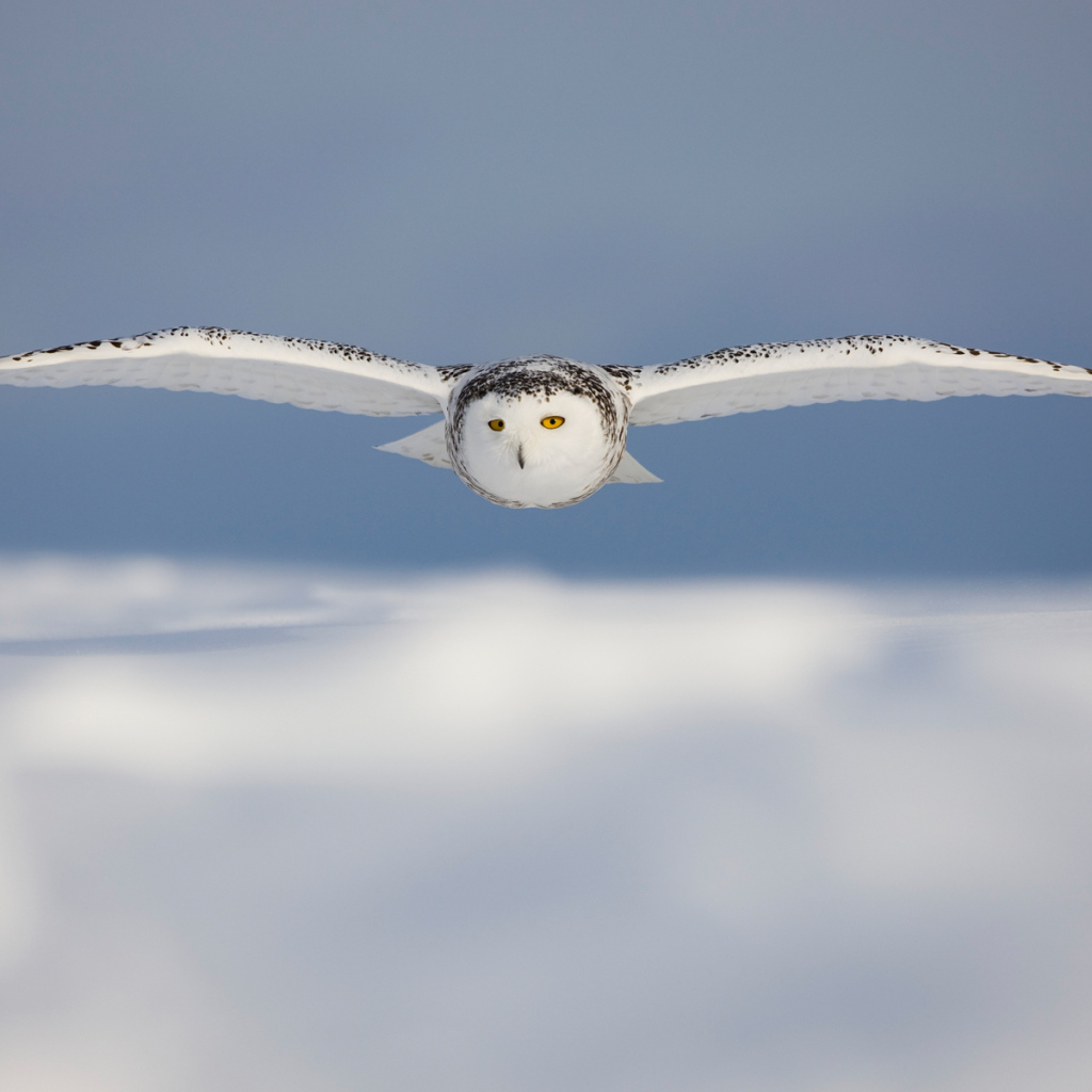 Белая сова