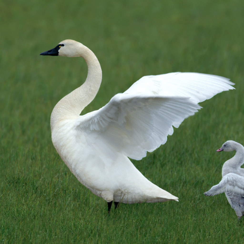 Белый лебедь и утенок