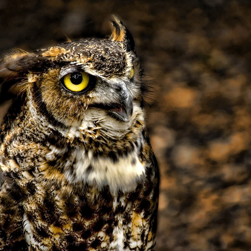 глазастый филин