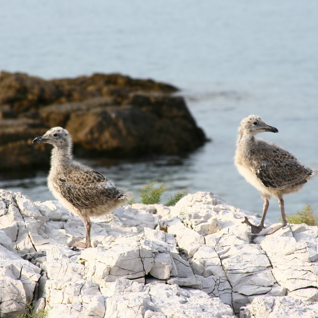 птенцы Чайки