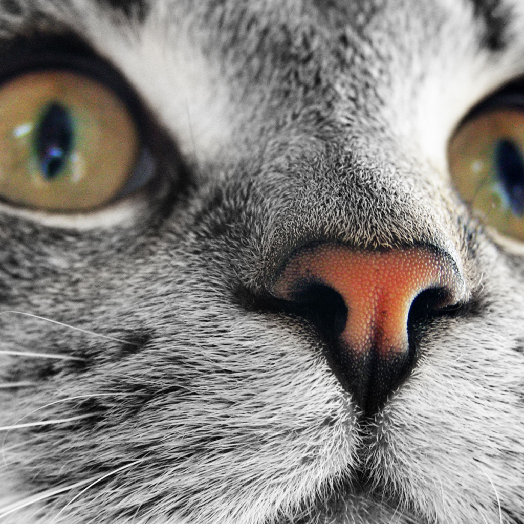 Мордашка кошки