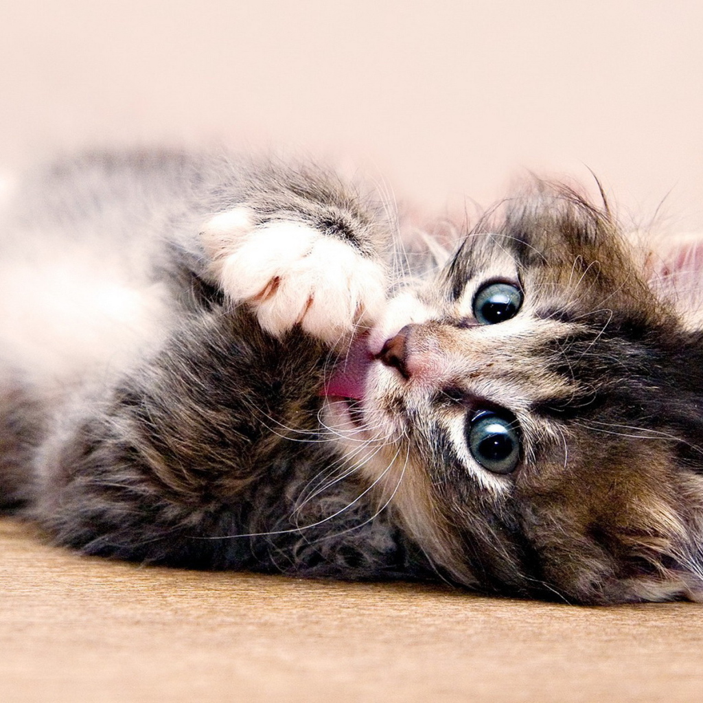 Красивый котенок