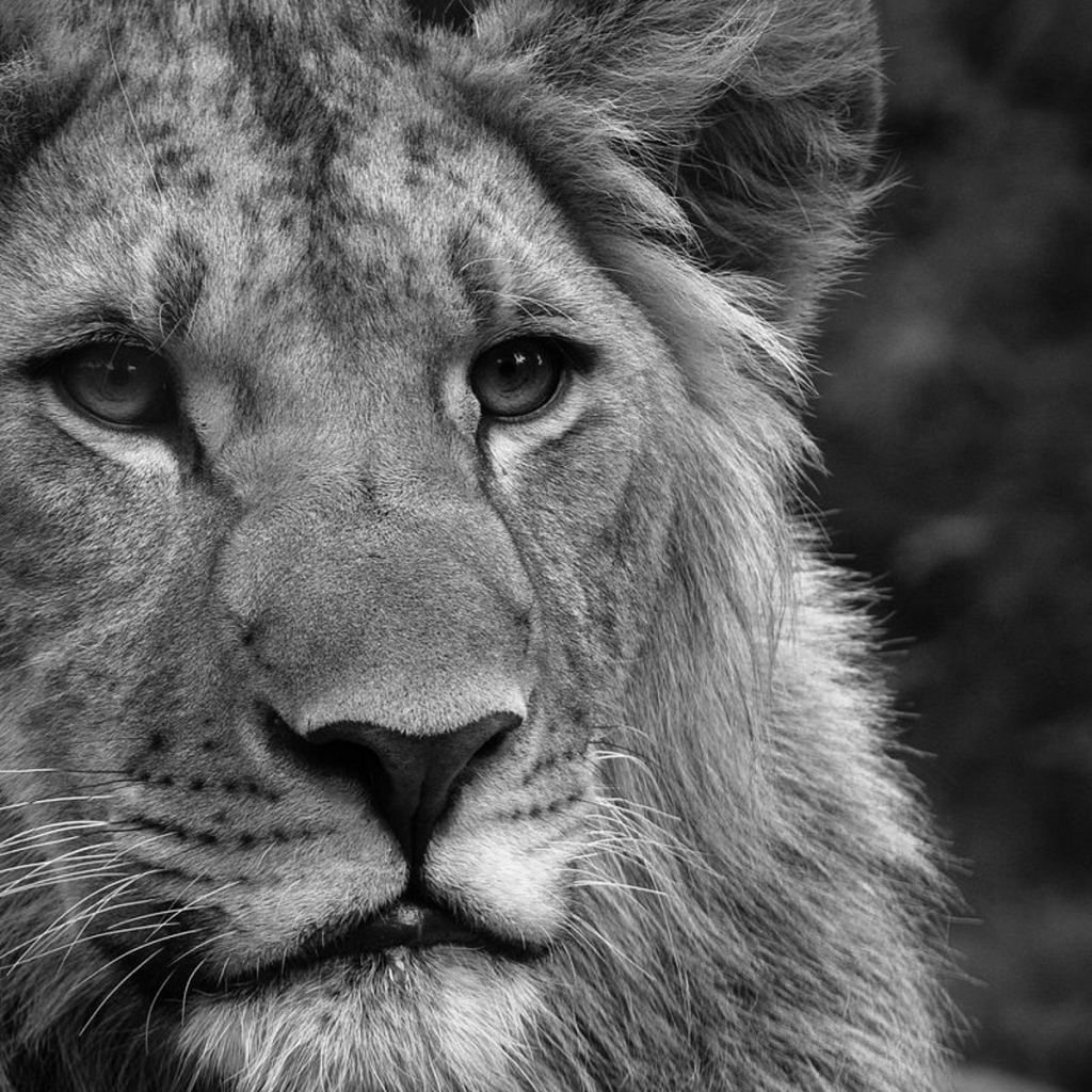 Черно-белый лев