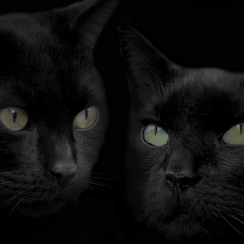 Черные кошка и кот