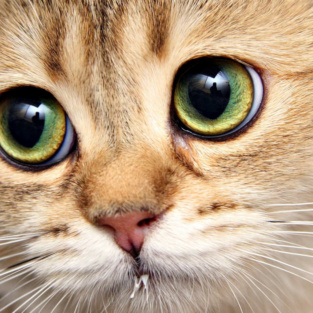 Кошачья морда