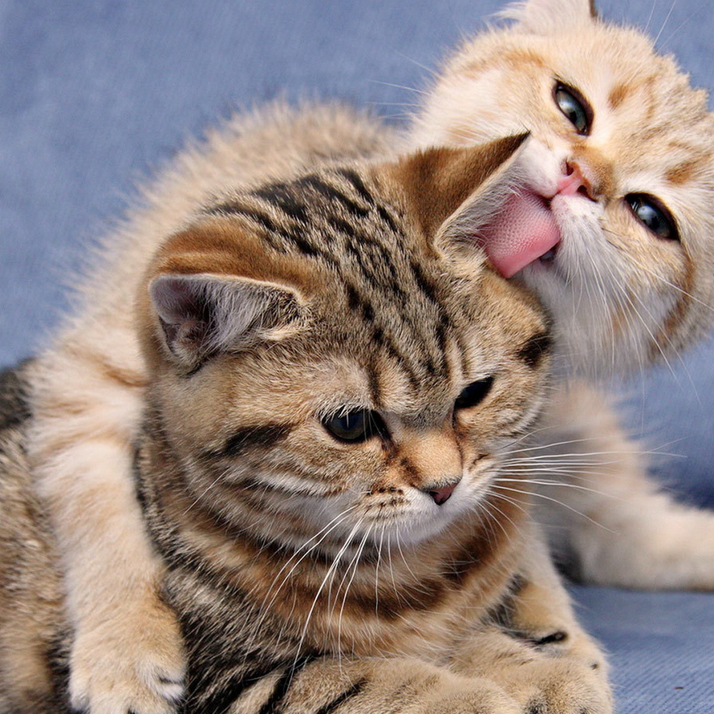 Кошка и котенок