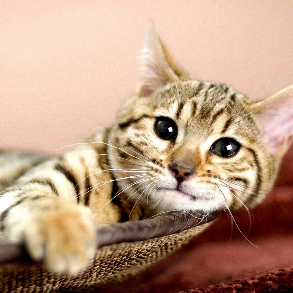 Кошка в корзине