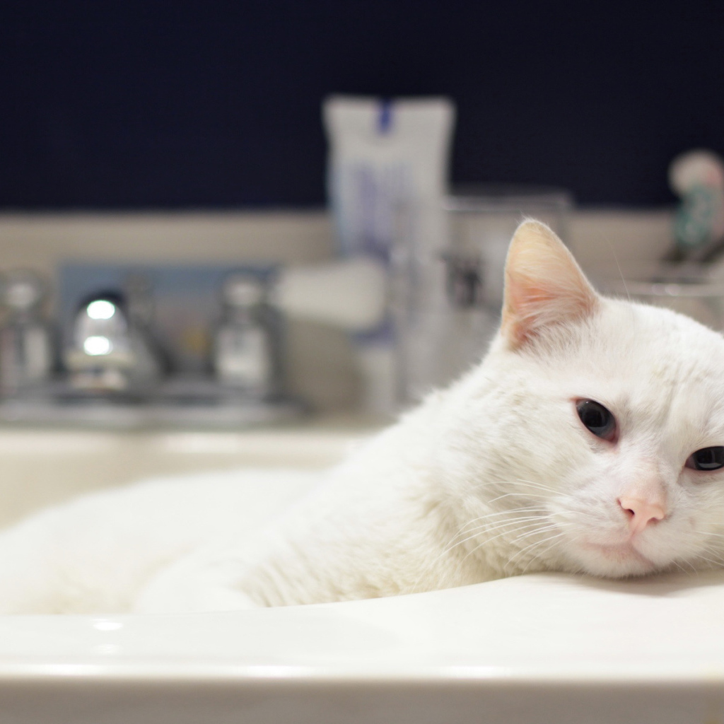Кот в ванной