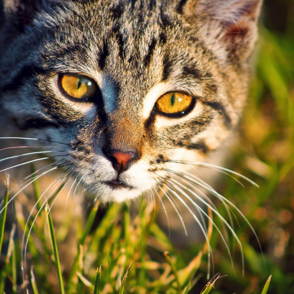 Кошка в траве