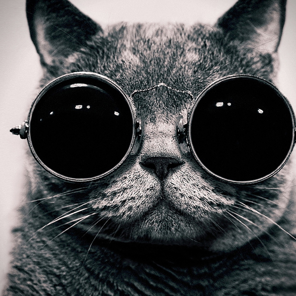 Кот в очках