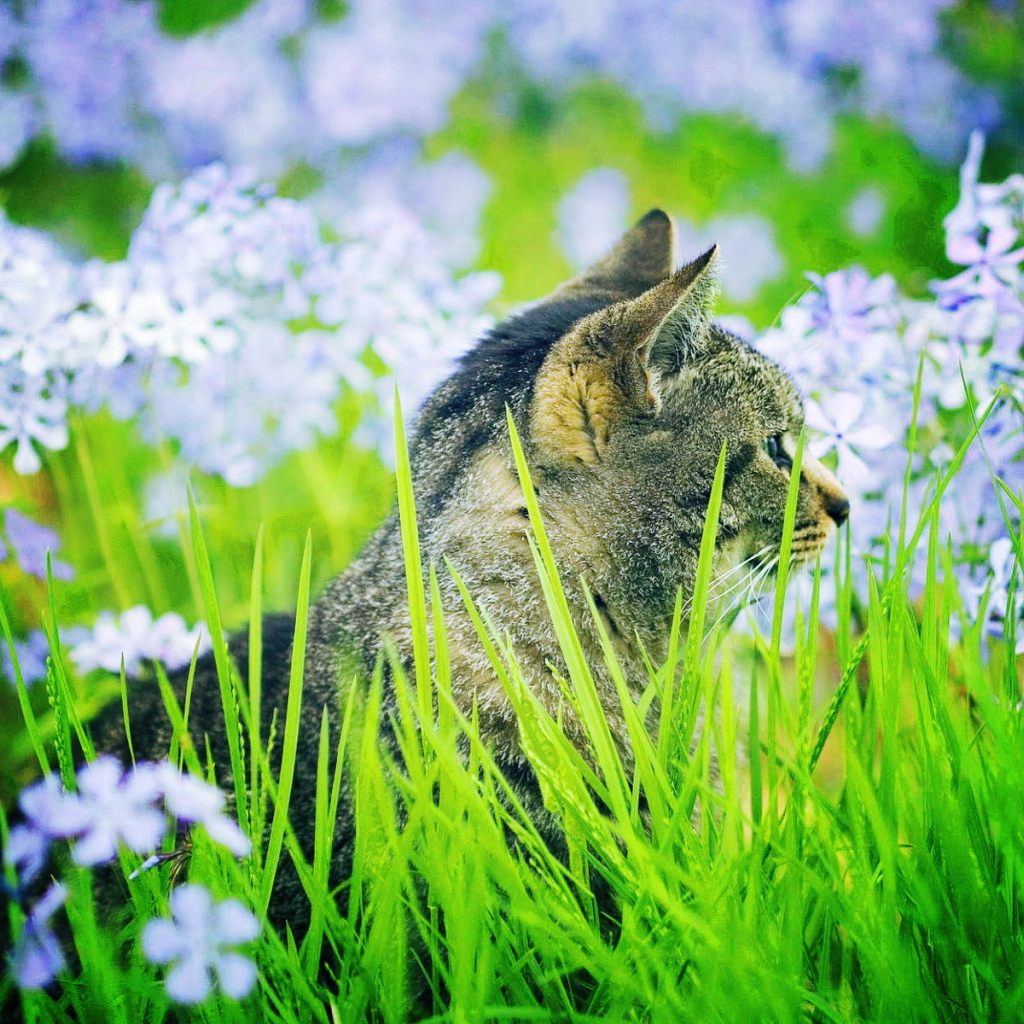 Кошка в траве