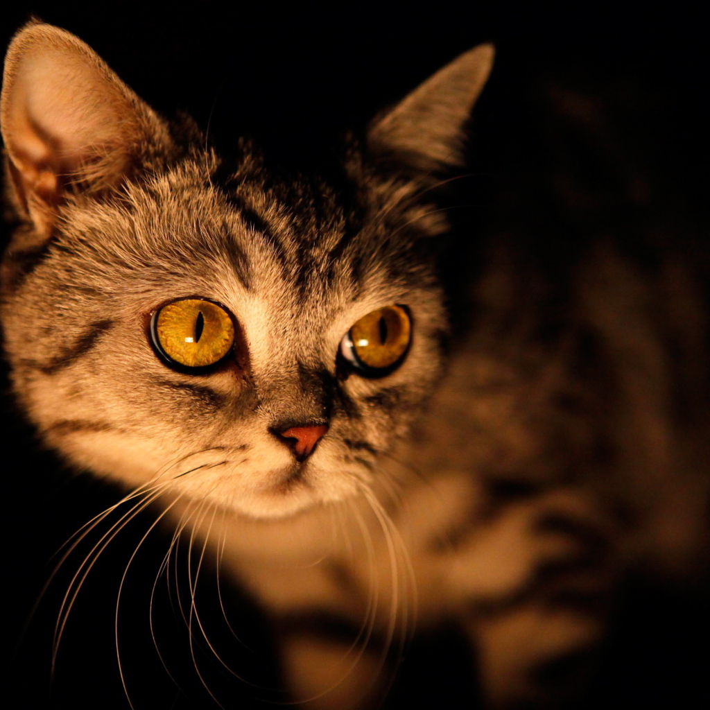 Кошка в ночи