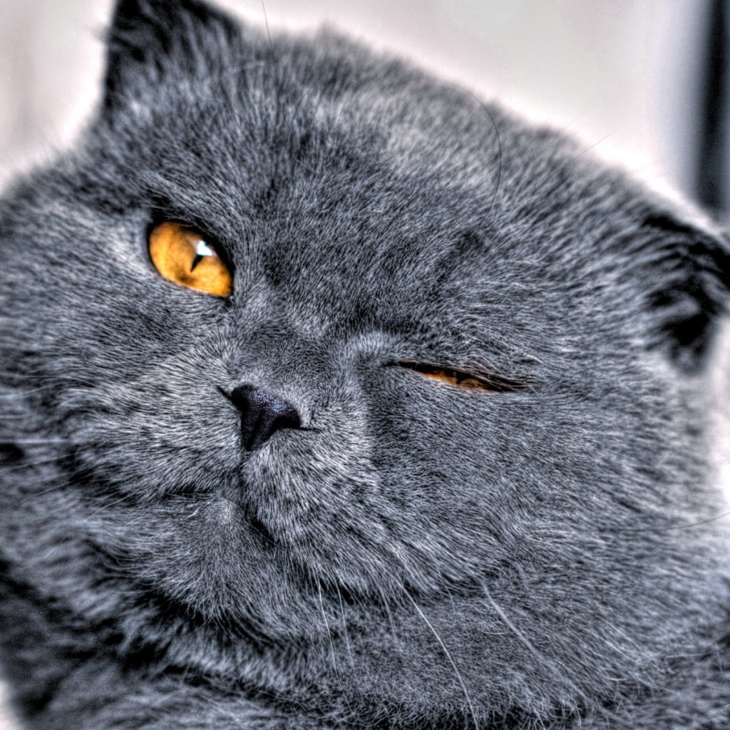 Кошачья мордашка