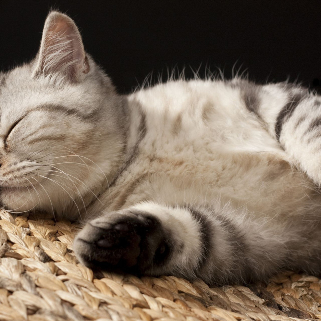 Кошка на корзине