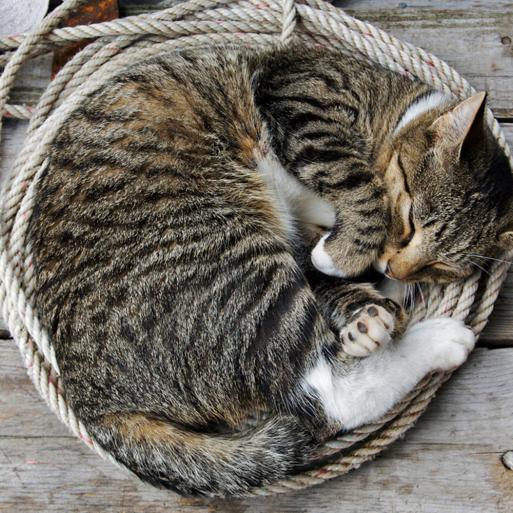 Кошка на веревке