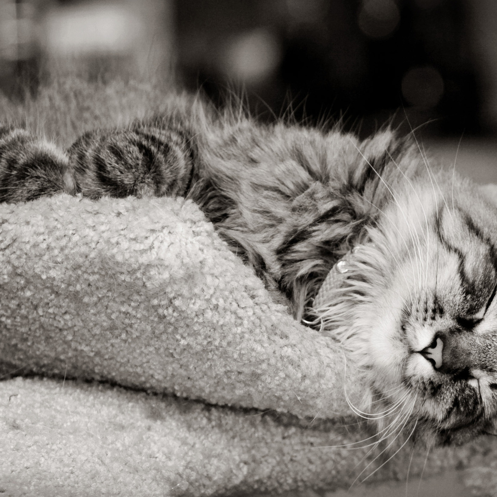 Кошка на шерстяной подушке