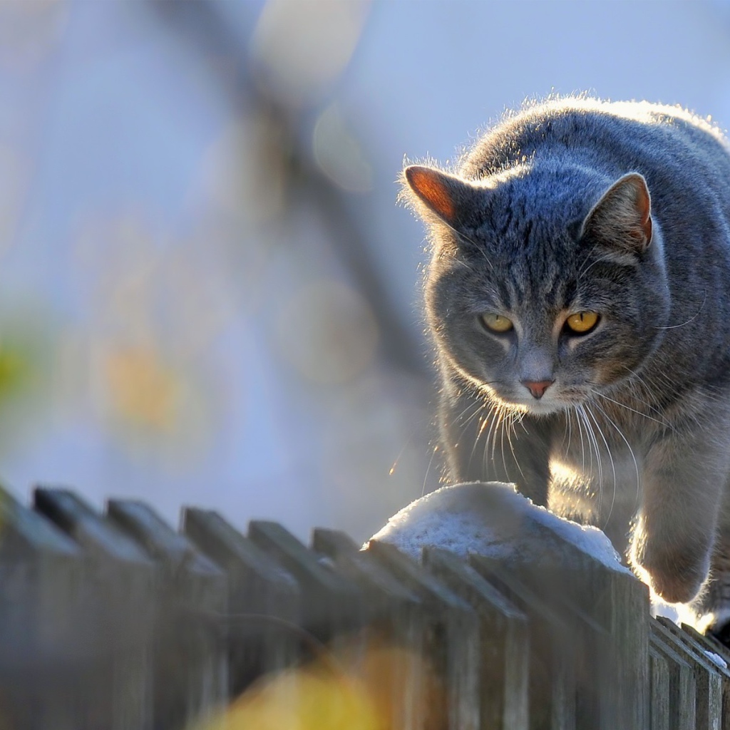 Кот на заборе