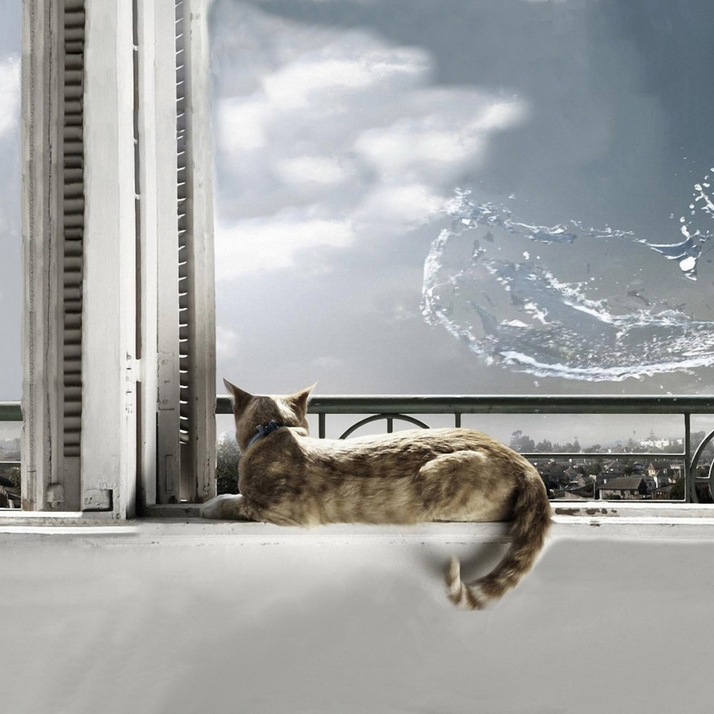 Кот на окне