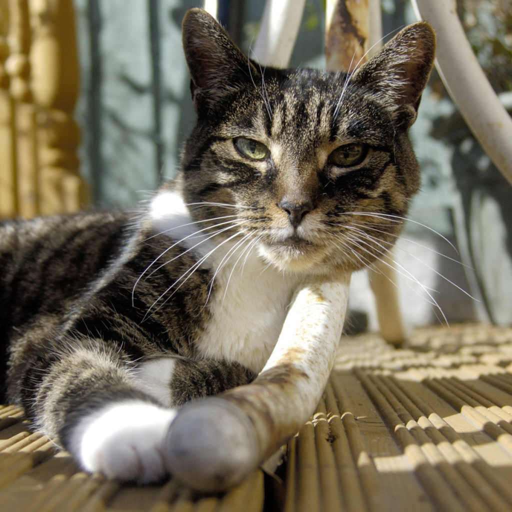 Кошка под столом