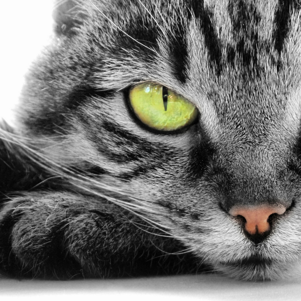 Кошка с зелеными глазами
