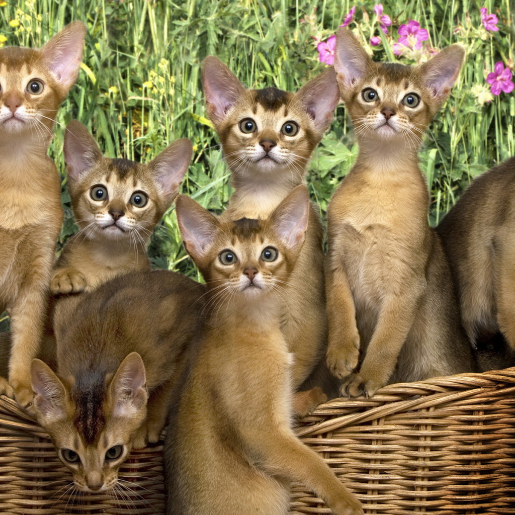 Кошки в корзинке