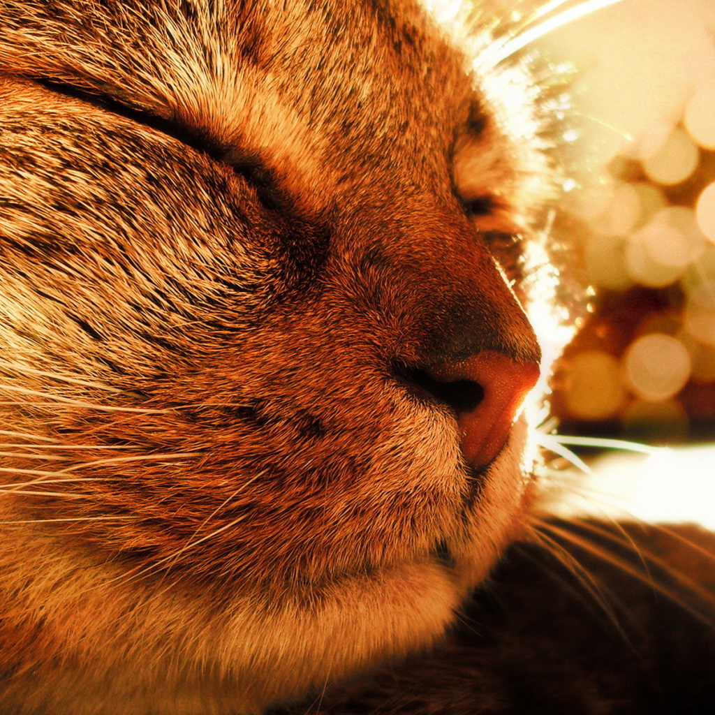 Довольная кошка