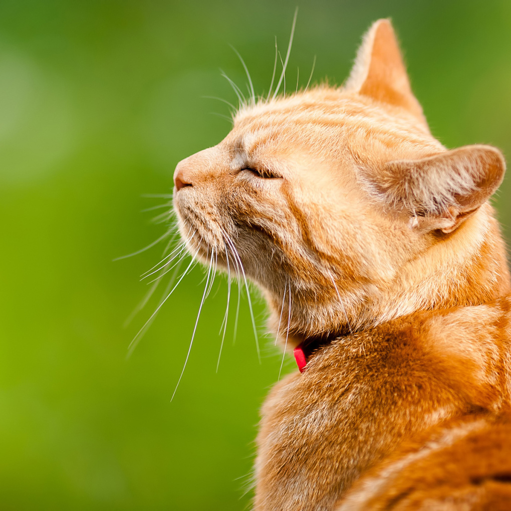 Довольный кот